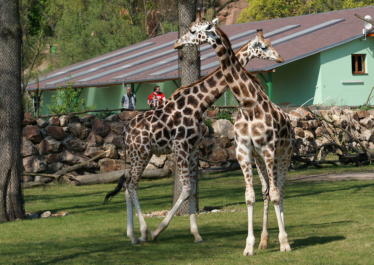 Africké a asijské expozice Zoologické a botanické zahrady města Plzně