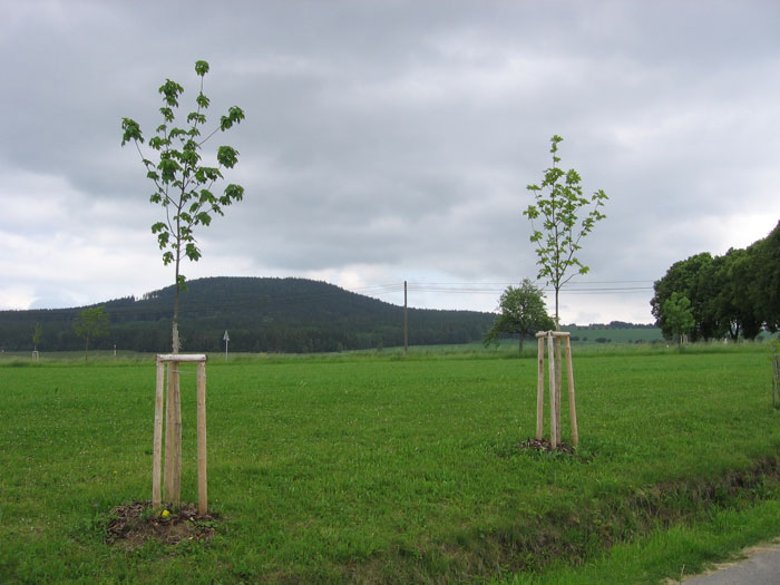 Vegetační úpravy v katastru obce Žďár nad Metují