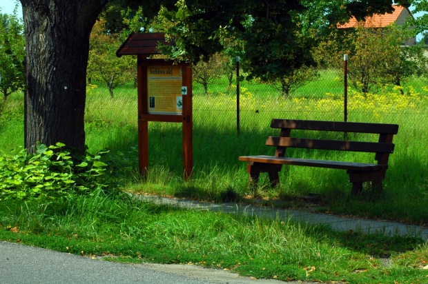 Ošetření lipové aleje v obci Hořátev u Nymburka