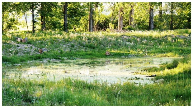 Revitalizace toku v lokalitě Jiřičky