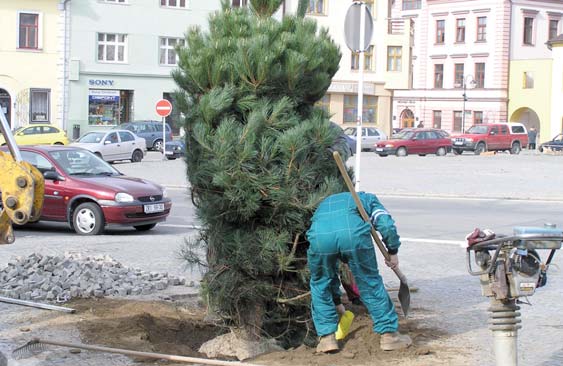 Obnova borovic na Vratislavově nám. v Novém Městě na Moravě