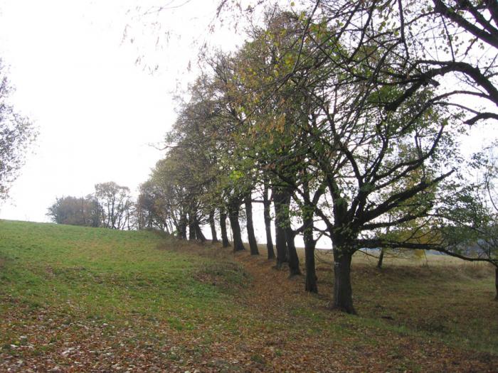 Ošetření stromořadí - významný krajinný prvek Císařská alej v Jáchymově