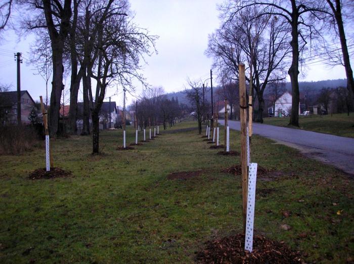 Revitalizace veřejné zeleně v obci Tachov