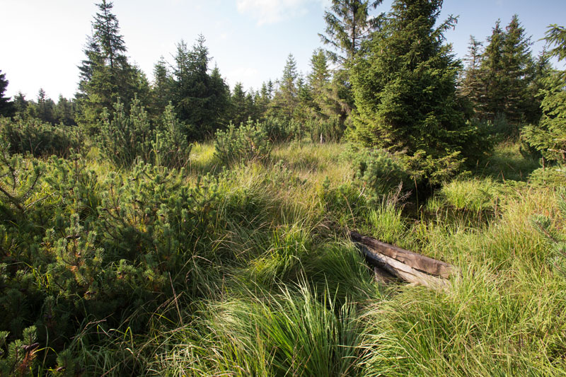 Revitalizace rašelinišť v Krušných horách - Cínovecký hřbet