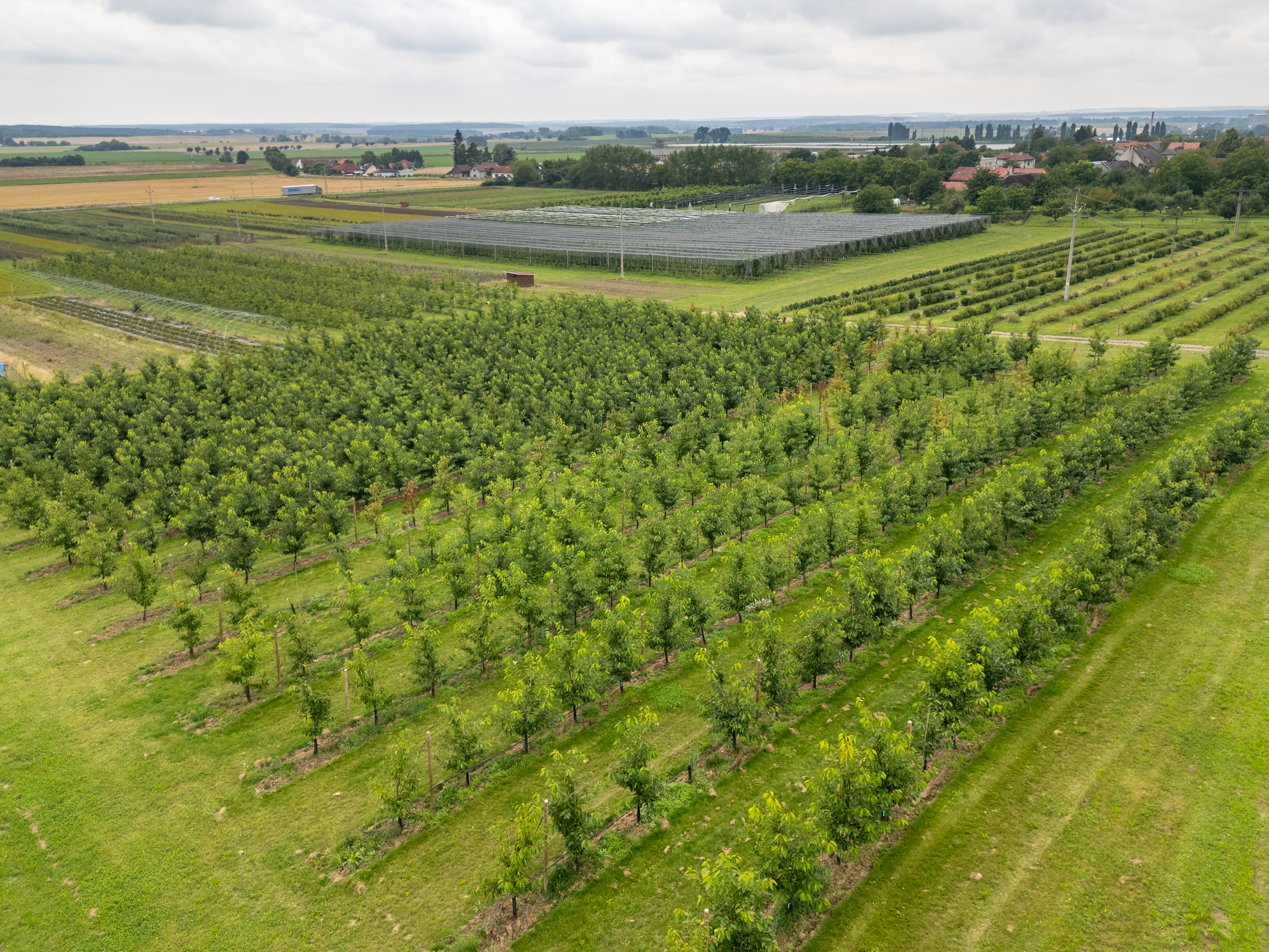 Výukové programy zaměřené na  pěstování ovoce včetně zdravotního významu