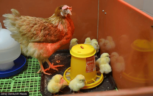Kde fondy EU pomáhají: Kuřata budou zdravější díky probiotikům