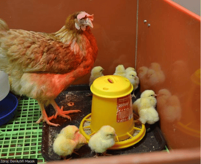 Kde fondy EU pomáhají: Kuřata budou zdravější díky probiotikům