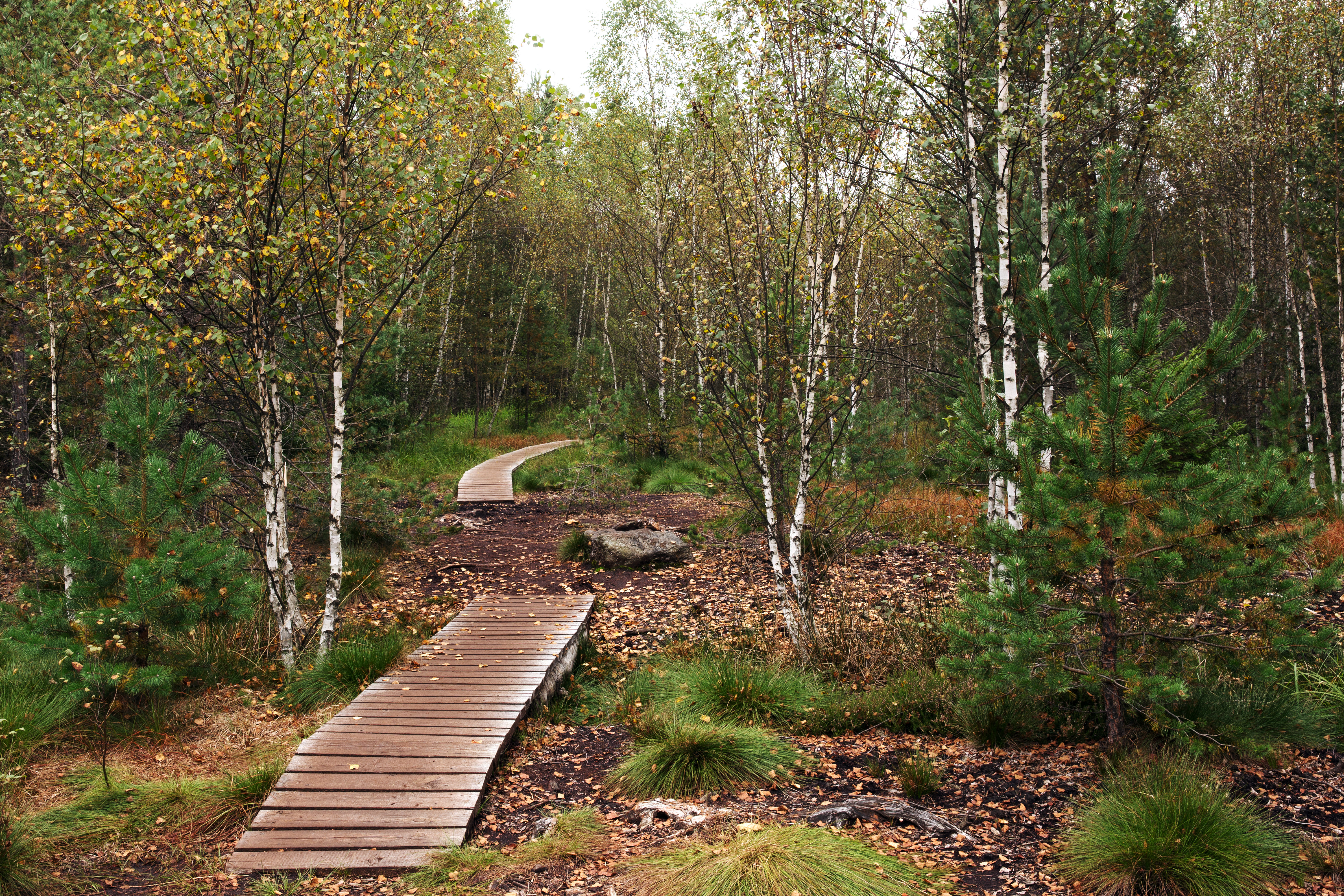 Renovace naučných stezek Soumarské rašeliniště a Chalupská slať v Národním parku Šumava